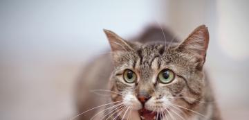 Какво трябва да знаете, ако котката ви има счупен зъб