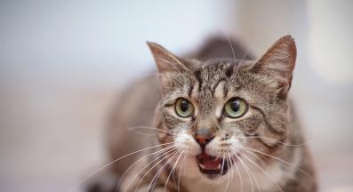 котка с отворена уста