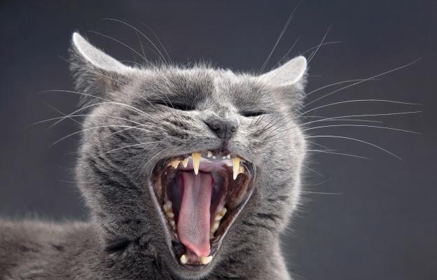 котка с отворена уста