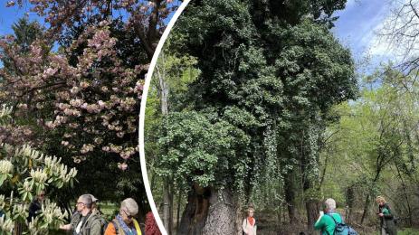 кримич дъбове