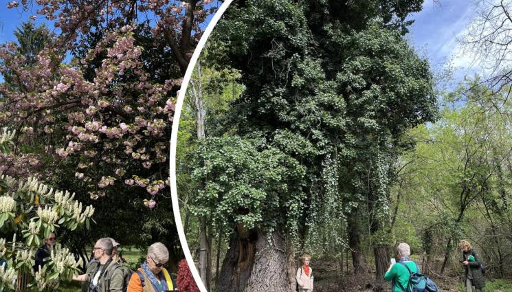 кримич дъбове - Агро Телеграф: Вековни дъбове живеят в двореца Кричим