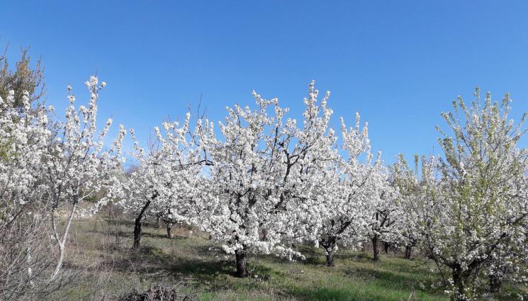 овощни градини - Агро Телеграф: Солар захранва цех за биосокове