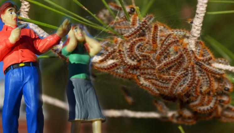 гъсеници - НАГАЗИХА Я ГАДИНИ: Първа жертва на отровните гъсеници! (СНИМКА)