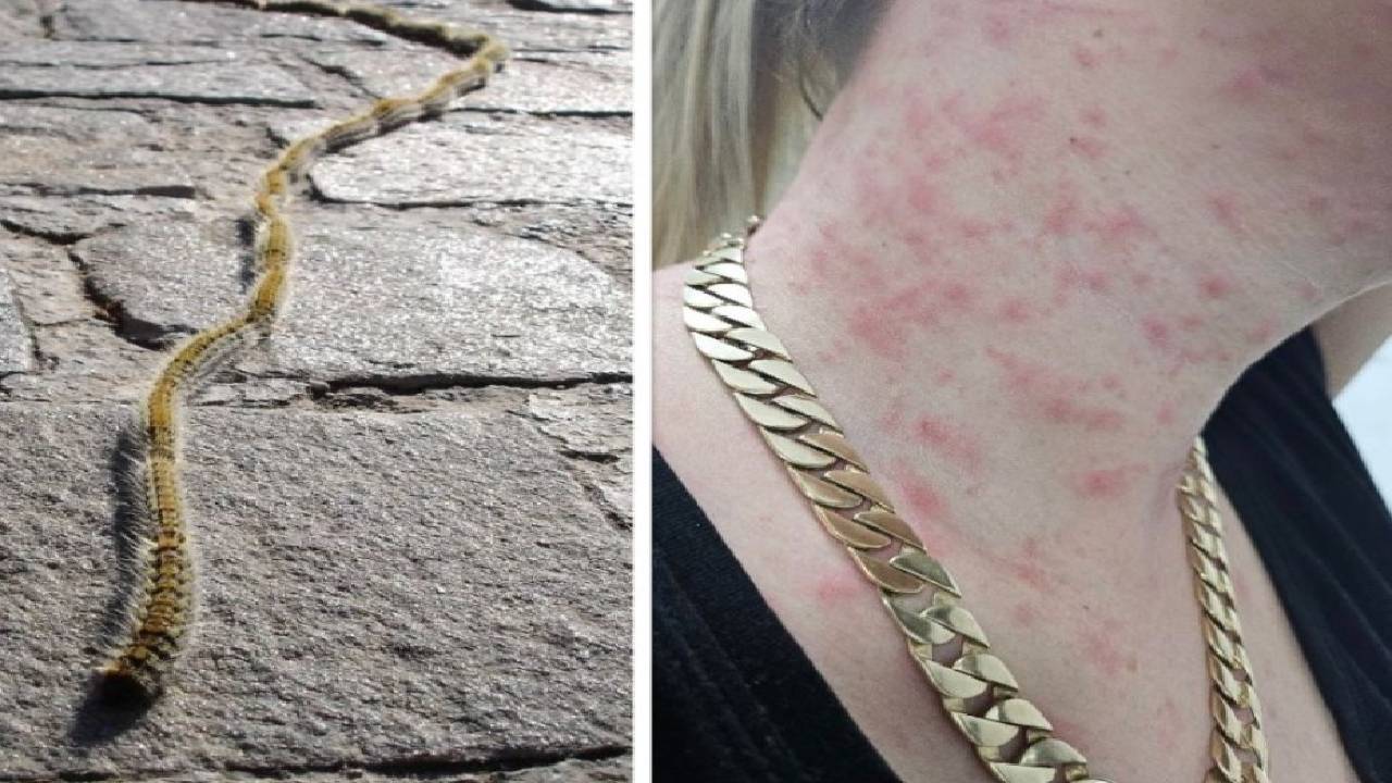 гъсеници обрив