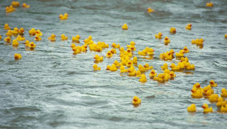 гумено пате - Избягало гумено пате изплува на брега 18 години по-късно (СНИМКИ)