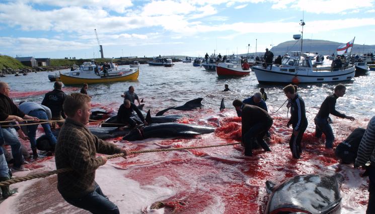 лов китове - КЪРВАВ СПОРТ: Масово клане на китове и делфини с финансовата подкрепа на ЕС (ВИДЕО 18+)