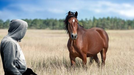 БРУТАЛНА ГАДОСТ: Хванаха 17-годишен да се гаври сексуално с кон!