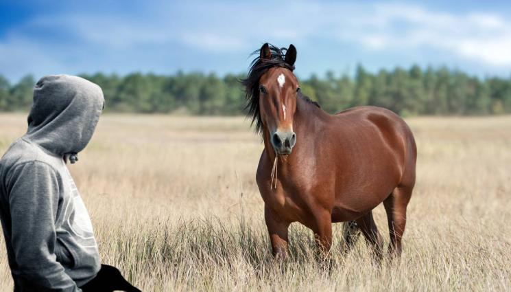 кон - БРУТАЛНА ГАДОСТ: Хванаха 17-годишен да се гаври сексуално с кон!