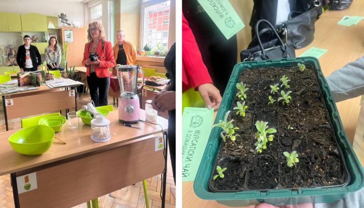 ученици - Ученици отглеждат мурсалски чай в оранжерия, правят бонбони от билката в Смолян