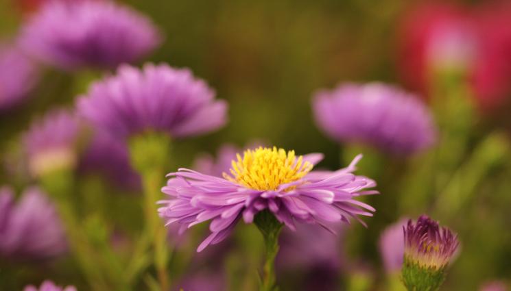 астри - Агро Телеграф: Садим астрите в дупки с дървесна пепел
