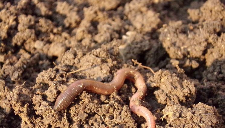 червей - ЖИВ ЧЕРВЕЙ В МОЗЪКА НА МЪЖ! 18 см паразит изваден след припадъци и конвулси