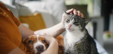 10 основни разлики между живота с куче и с котка