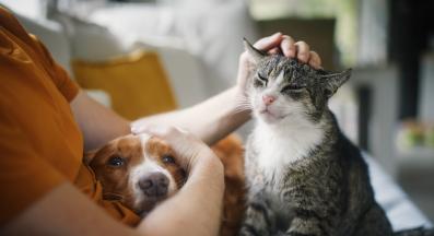 куче и котка