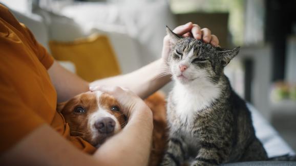10 основни разлики между живота с куче и с котка