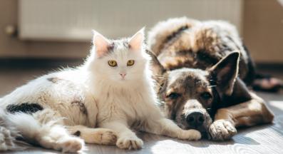 куче и котка