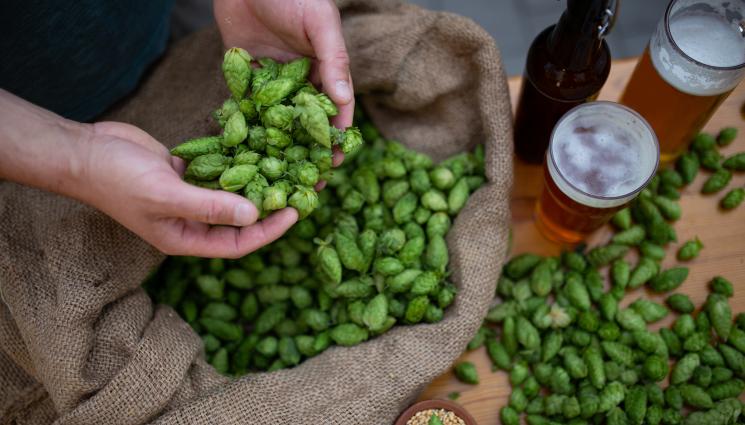 хмел - Агро Телеграф: Сменят хмела за пиво заради затоплянето
