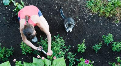 котка в градина