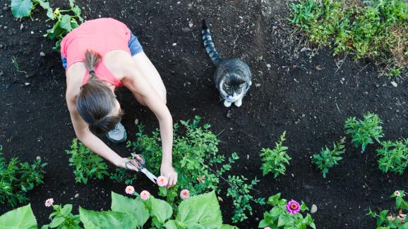 4 ефективни начина да държите котките извън двора и градината си