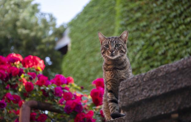 котка в градина