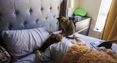 котка през нощта