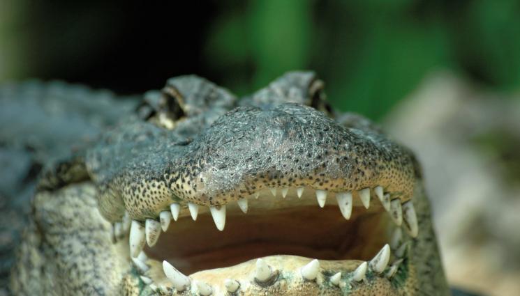 алигатор - Алигатор полегна на сянка под самолет, предизвика екшън на летище (ВИДЕО)