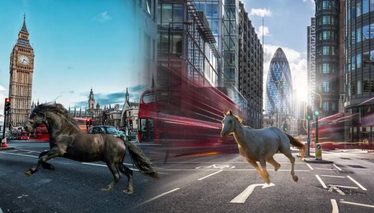 коне в лондон - ХАОС В ЛОНДОН: Конете на краля избесняха! (ВИДЕО+СНИМКИ)