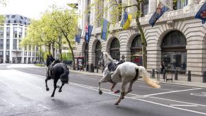 Избягали коне препускаха в Лондон предава BBC Свидетелка разказва че
