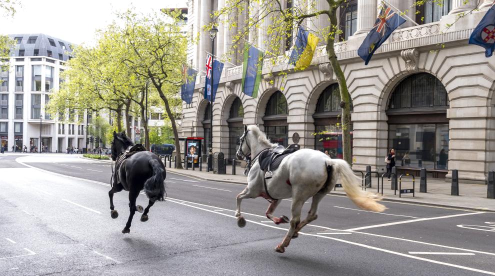 Препускащи коне всяха хаос в трафика на Лондон (ВИДЕО/СНИМКИ)