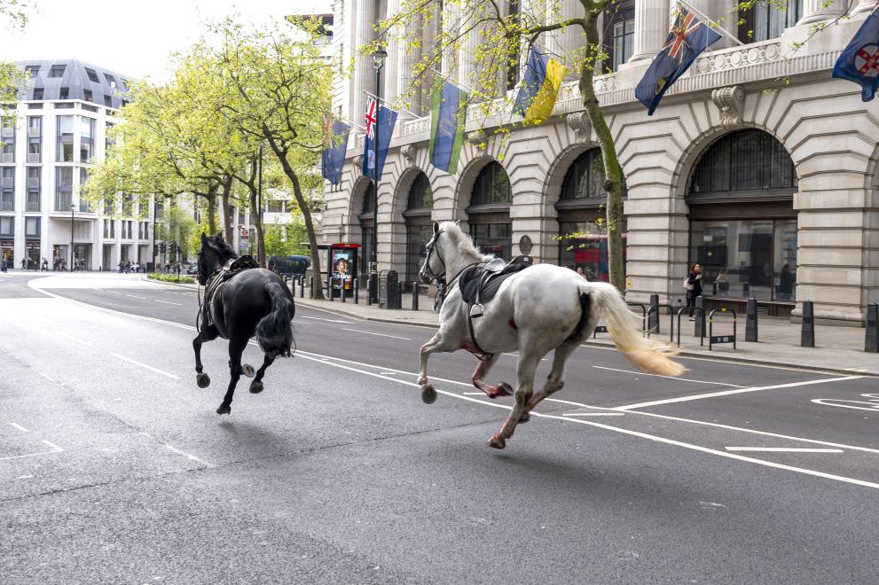 Избягали коне препускаха в Лондон, предава BBC. Свидетелка разказва, че