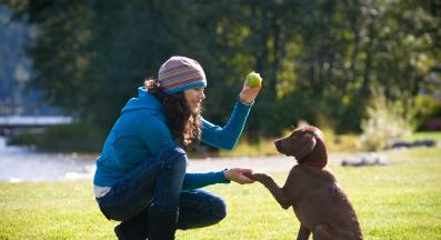 кученце дресура