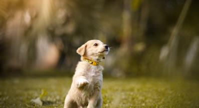 кученце дресура