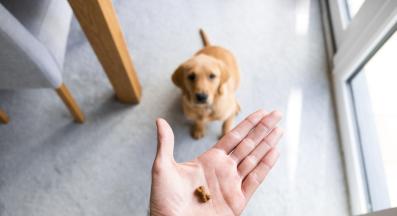 кученце дресура