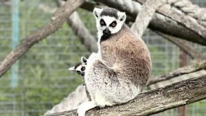 Бейби бумът в бургаския зоопарк продължава продължава Зоопарк БургасЗоопарк Бургас На бял