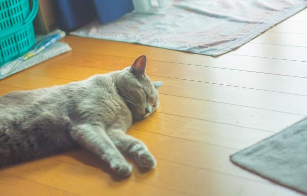 котка върху постелка