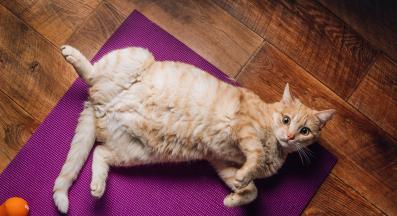 котка върху постелка