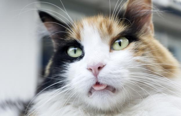котка с изплезен език