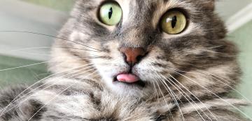 9 причини, поради които езикът на вашата котка може да стърчи навън
