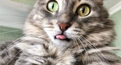 котка с изплезен език