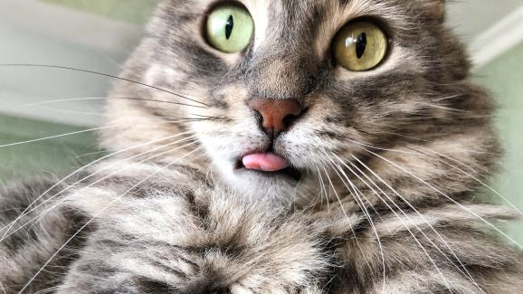 9 причини, поради които езикът на вашата котка може да стърчи навън
