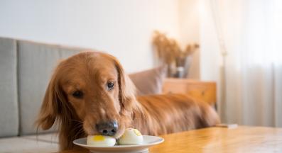 куче проси храна