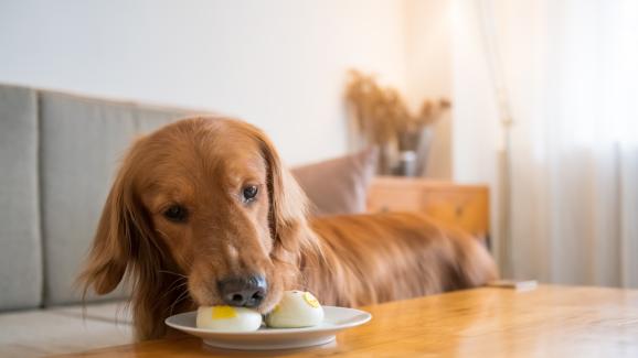 Празничните храни, които не бива да давате на кучето си