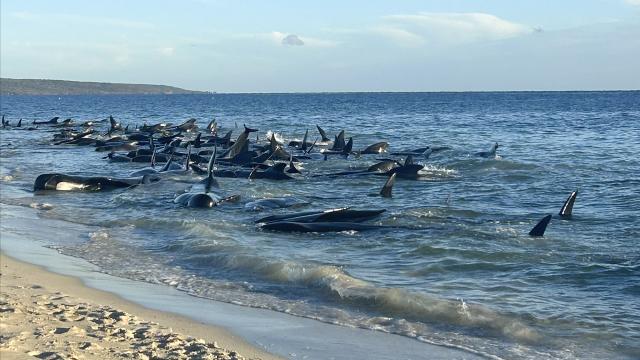Десетки гринди излязоха на плаж в Югозападна Австралия