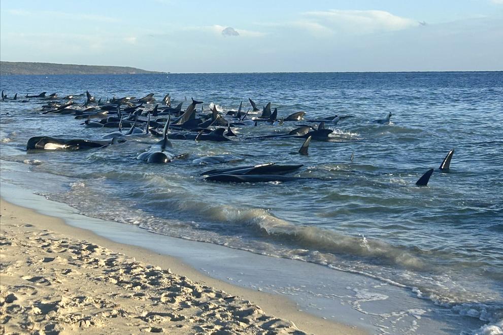 Снимка: Десетки гринди излязоха на плаж в Югозападна Австралия