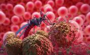 <p>Светът е изложен на риск от болести, пренасяни от комари</p>
