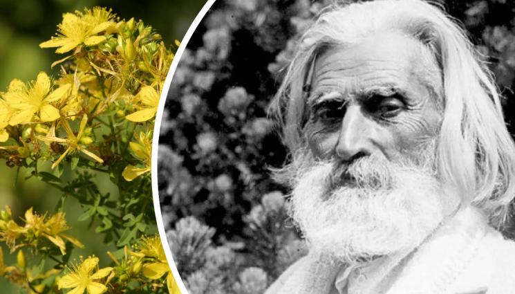 Петър Дънов жълт кантарион - ЗЛАТНО ВРЕМЕ: Защо Дънов възвеличи жълтия кантарион