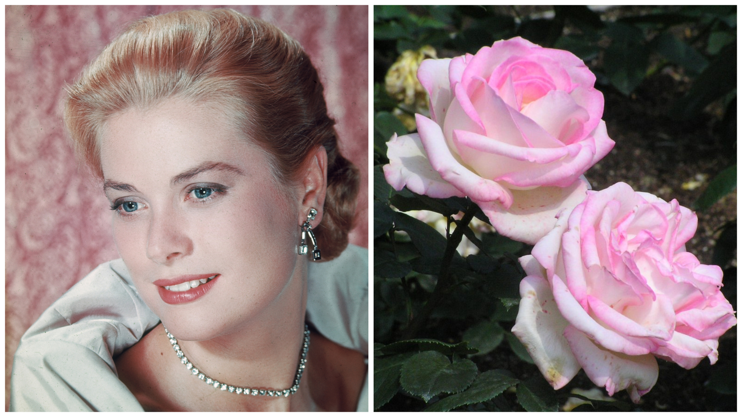 цветя звезди