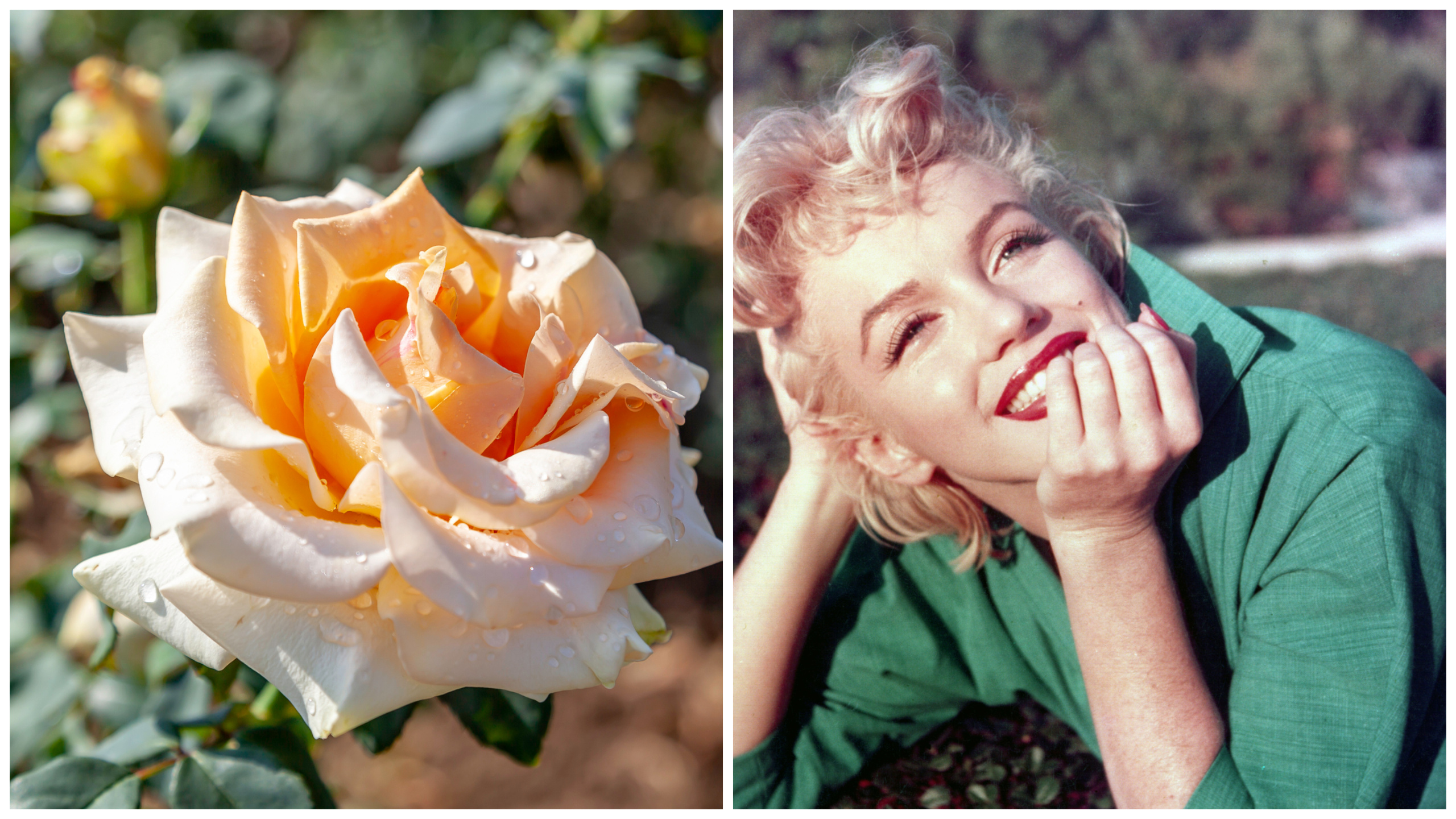 цветя звезди