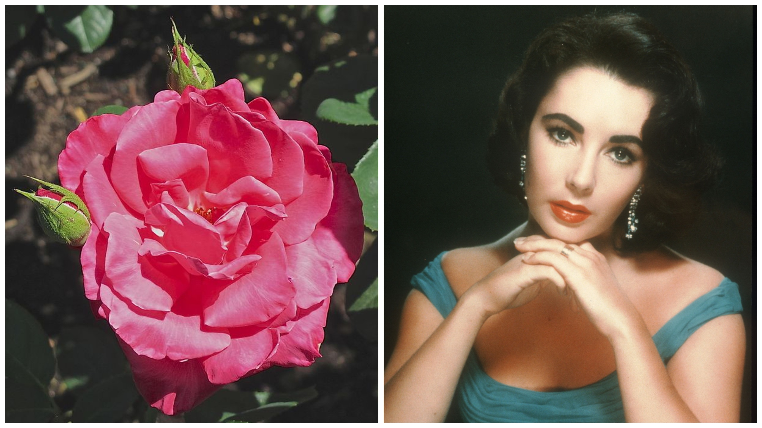 цветя звезди