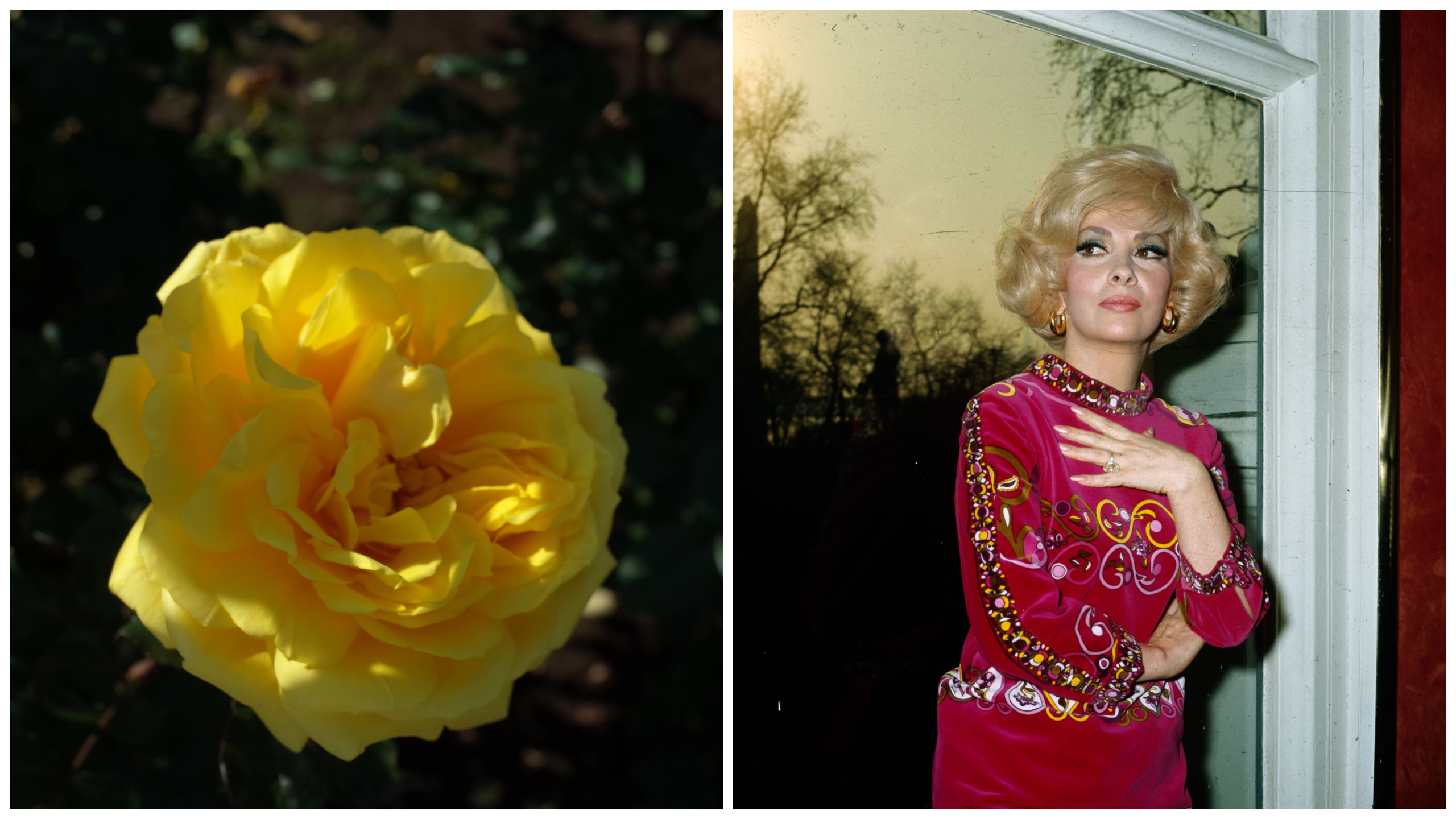 цветя звезди