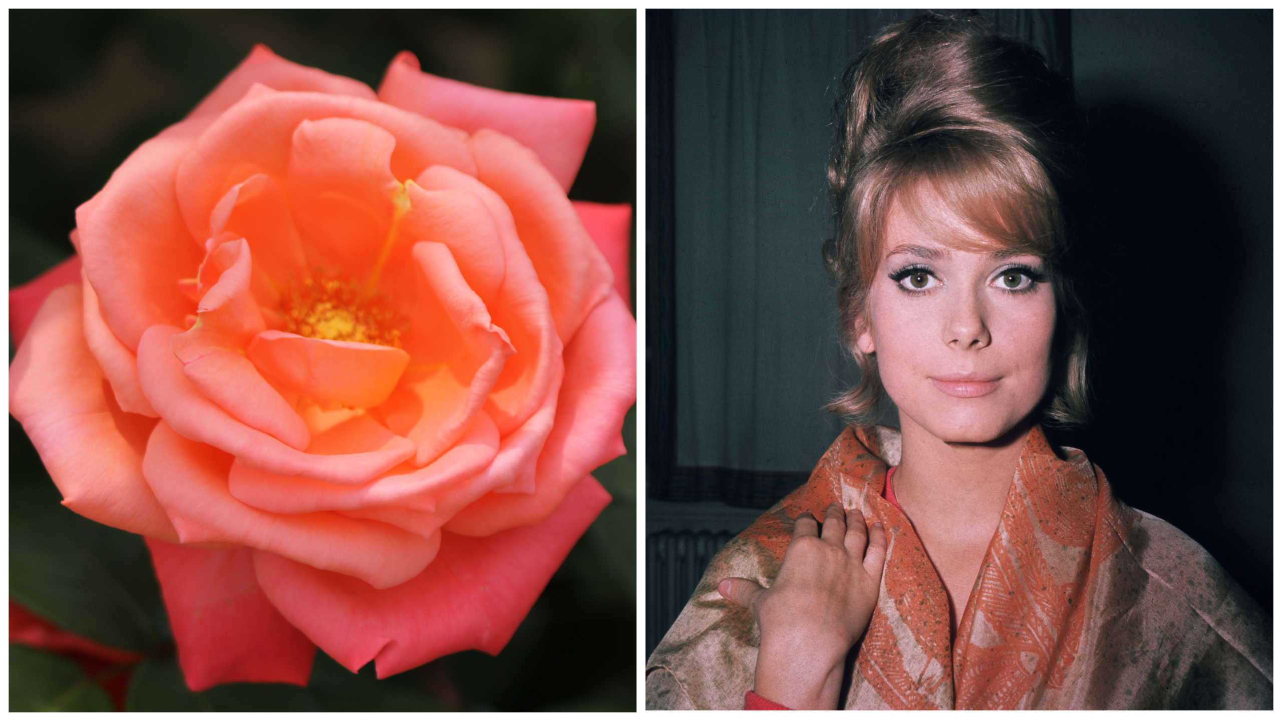 цветя звезди